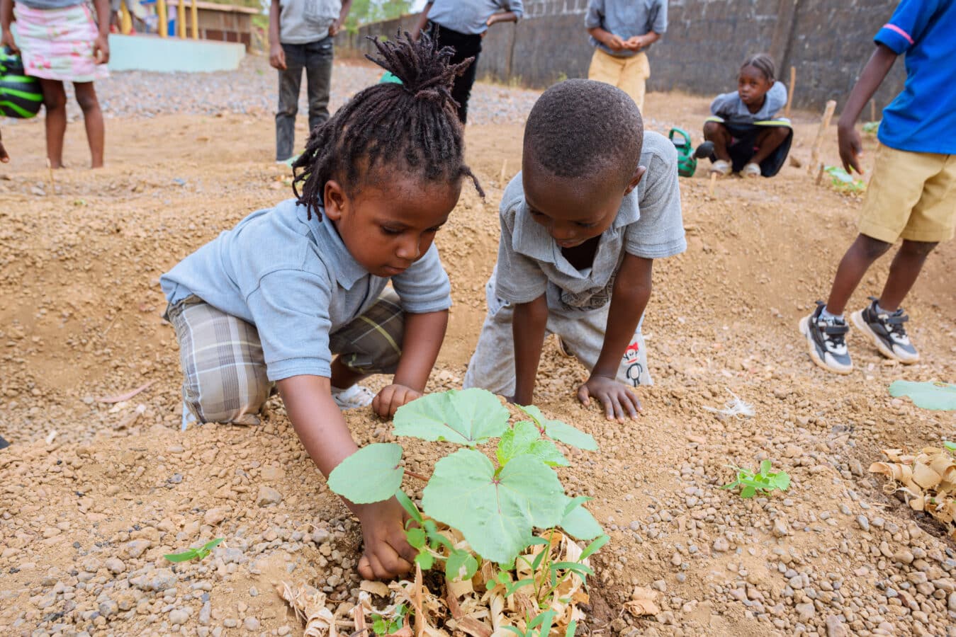 Two young children in gray shirts and plaid shorts are crouched down in a garden, carefully tending to small green plants. Other children are visible in the background, also engaged in gardening activities. The setting suggests a community or school garden.