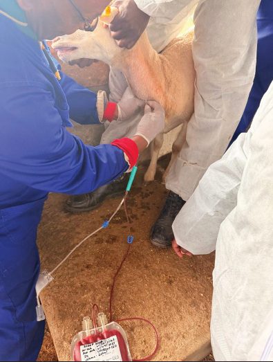 Blood is collected from a sheep