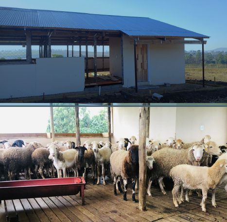 A double photo of the exterior of the sheep shed and the interior with the sheep
