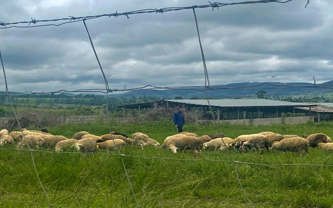 ICAP Handover of Sheep Blood Collection Center and Laboratory Signals Stronger AMR Surveillance and Diagnostic Capacity in Eswatini